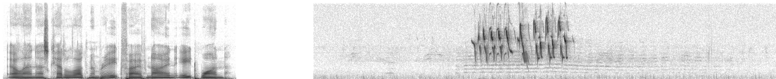 Gray Warbler-Finch - ML85981