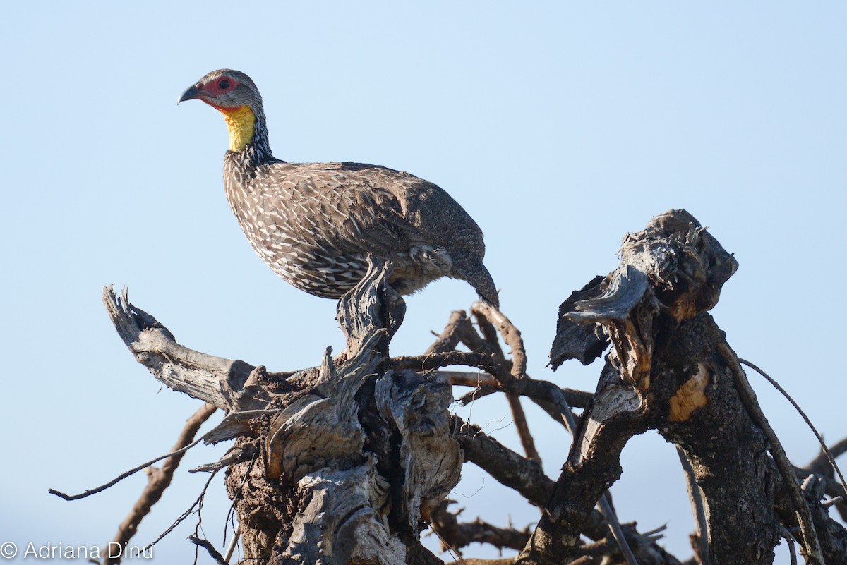 Yellow-necked Spurfowl - ML85981371