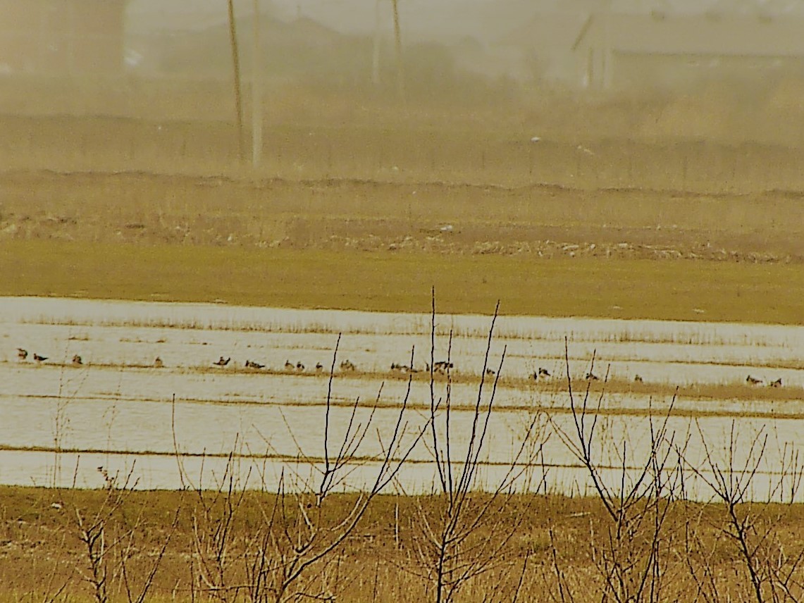 Northern Lapwing - Peter Bijlmakers