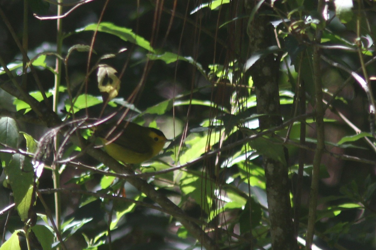 Wilson's Warbler - ML85983461