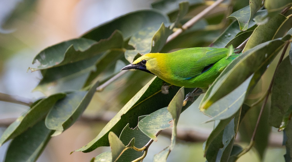 Blue-winged Leafbird - Ian Davies