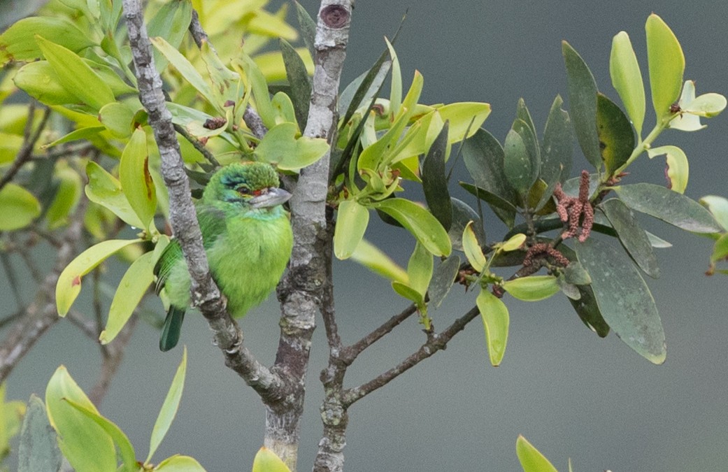 Moustached Barbet - Ian Davies