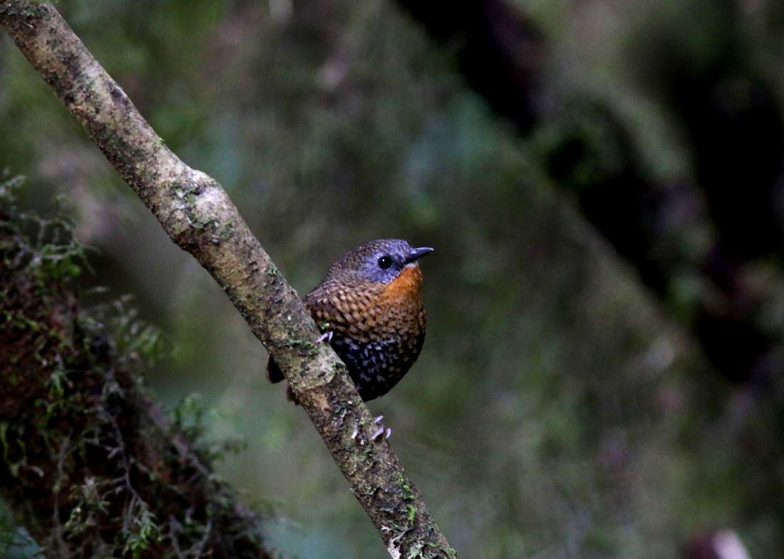 Rufous-throated Wren-Babbler - ML85984671