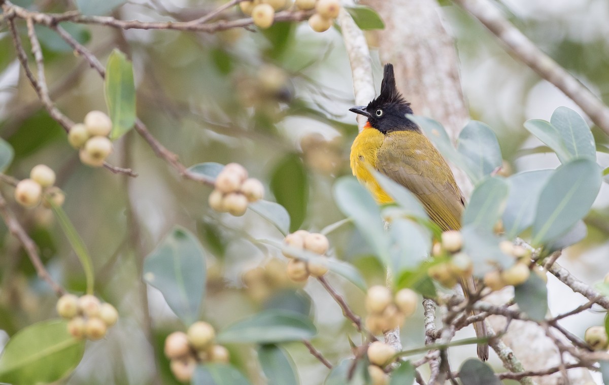 Bulbul à huppe noire - ML85984801