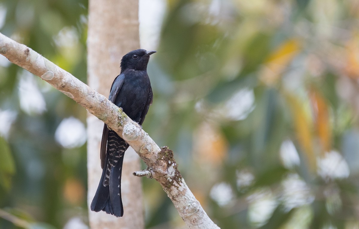 Square-tailed Drongo-Cuckoo - Ian Davies
