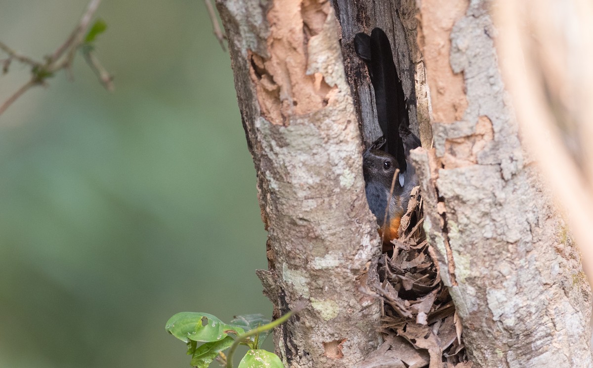 White-rumped Shama (White-rumped) - ML85984991