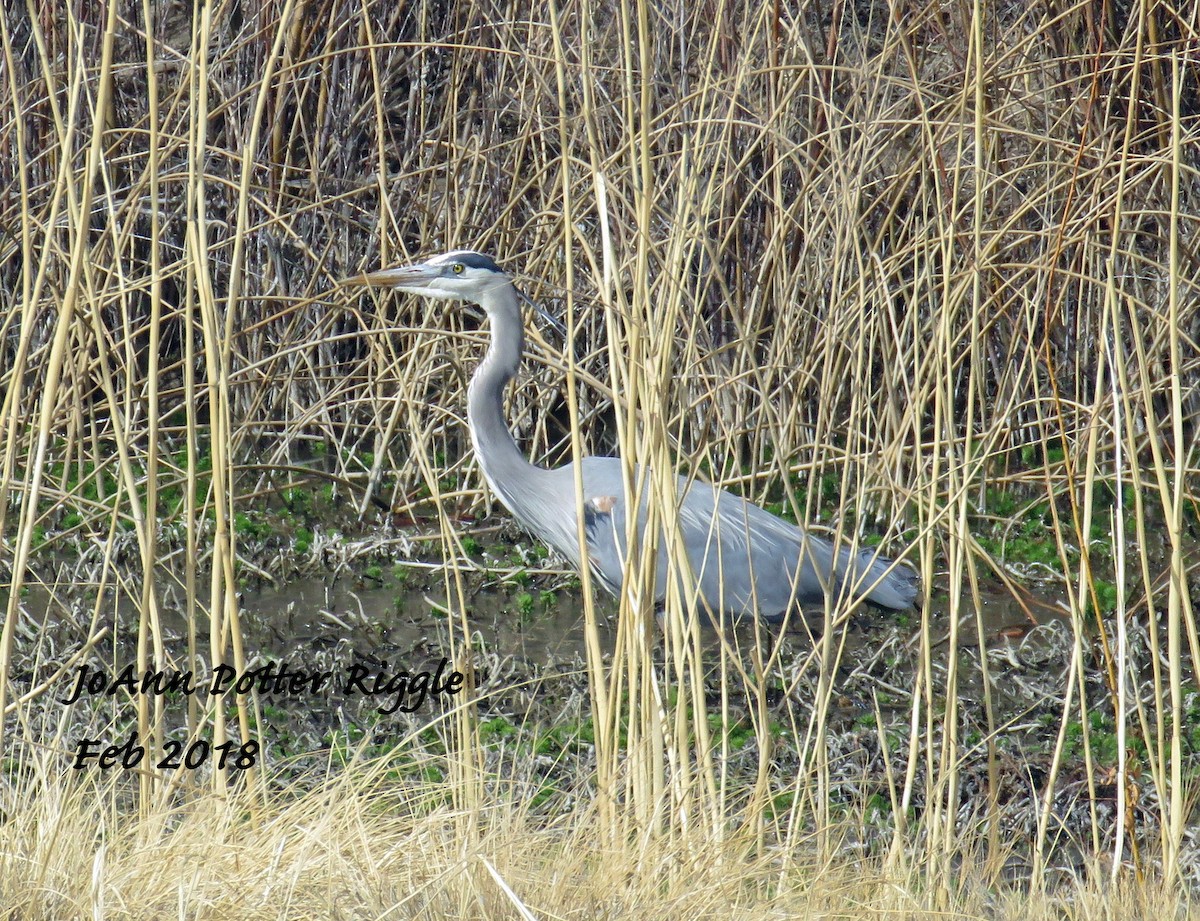 Great Blue Heron - JoAnn Potter Riggle 🦤