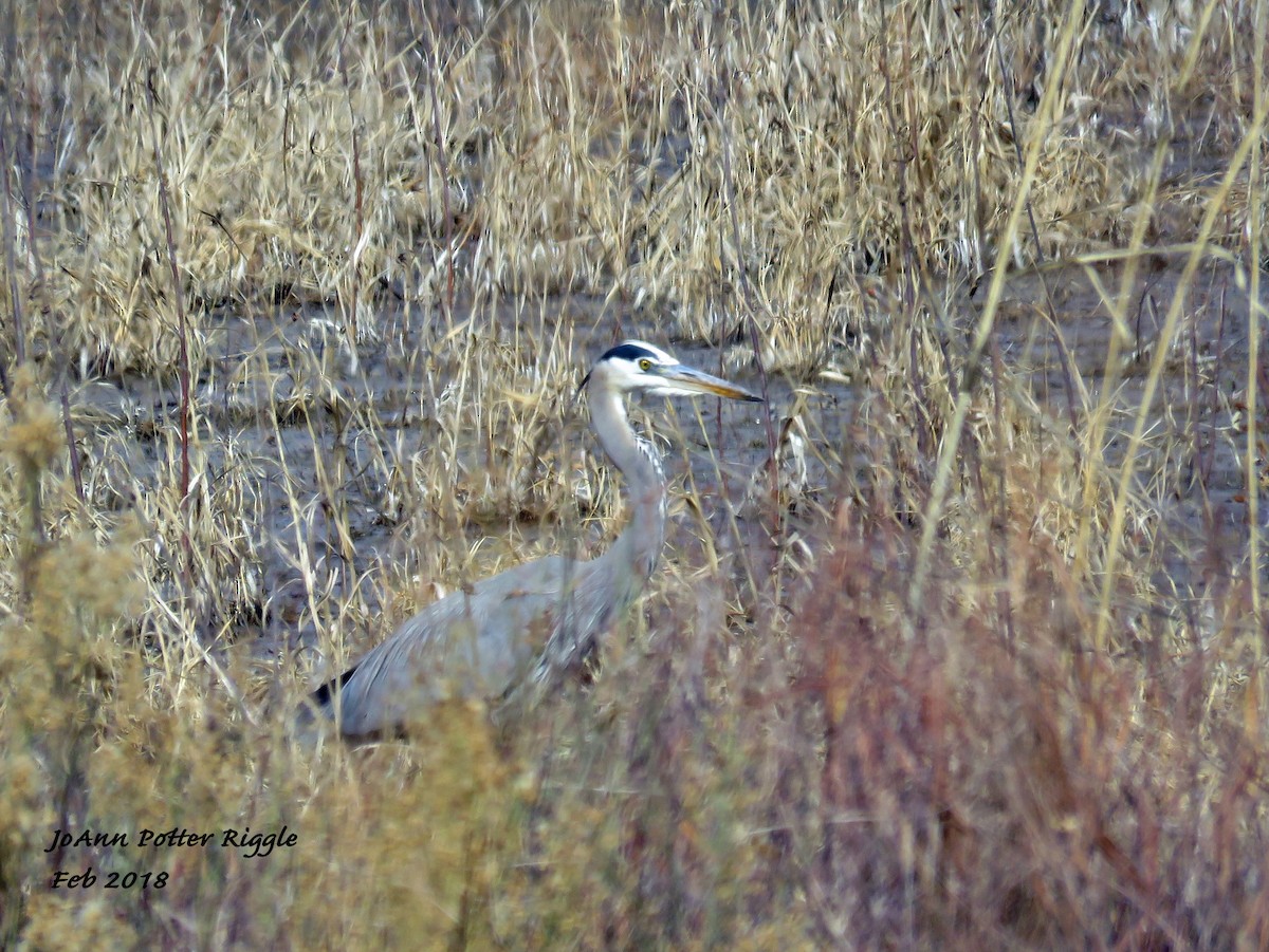 Great Blue Heron - JoAnn Potter Riggle 🦤