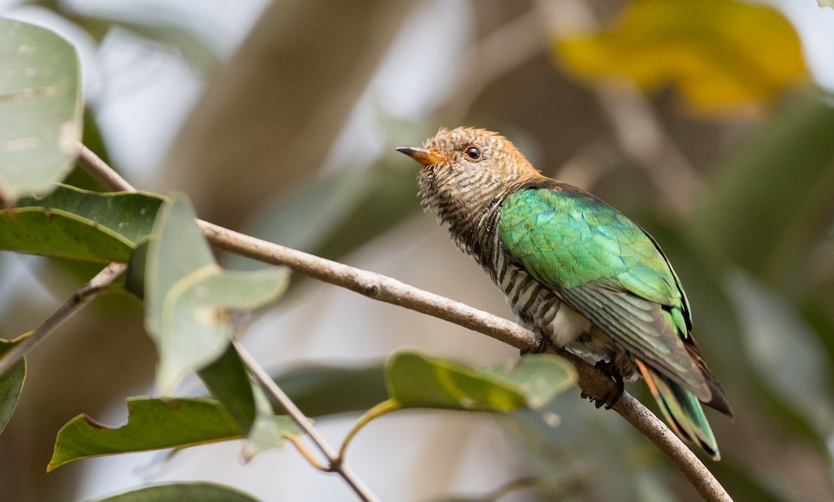 Asian Emerald Cuckoo - ML85985161