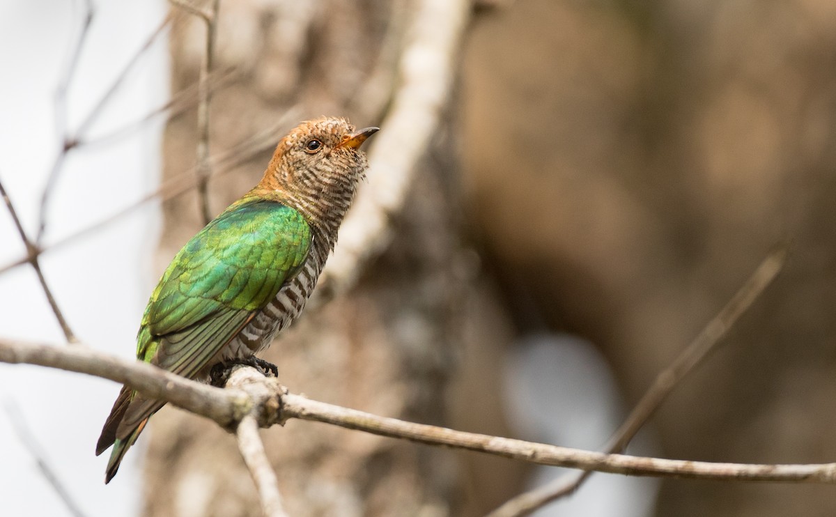 Asian Emerald Cuckoo - ML85985171