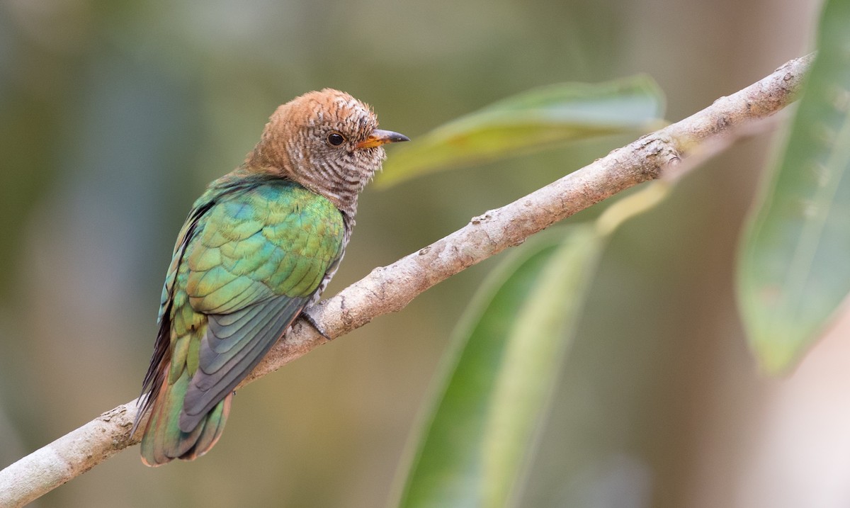 Asian Emerald Cuckoo - ML85985191