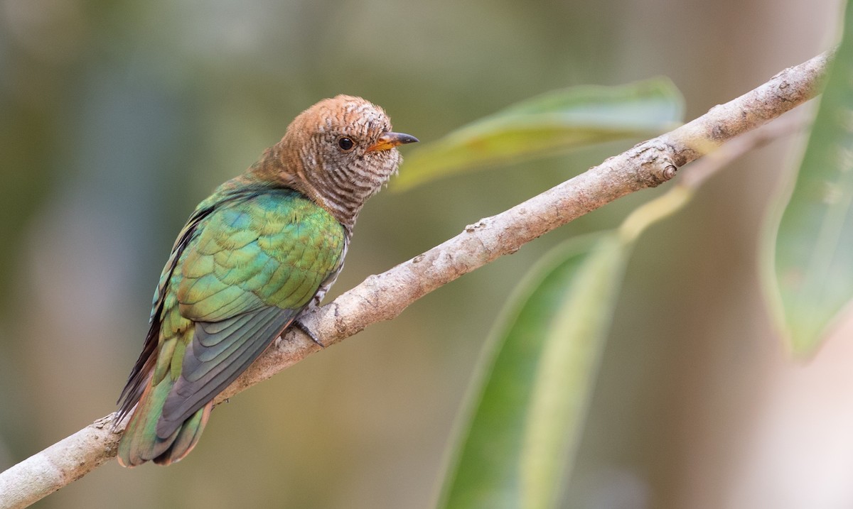 Asian Emerald Cuckoo - Ian Davies