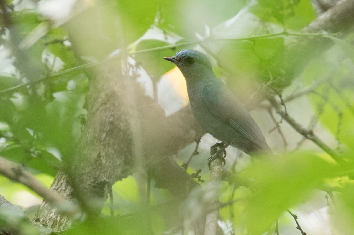 Verditer Flycatcher - ML85985291