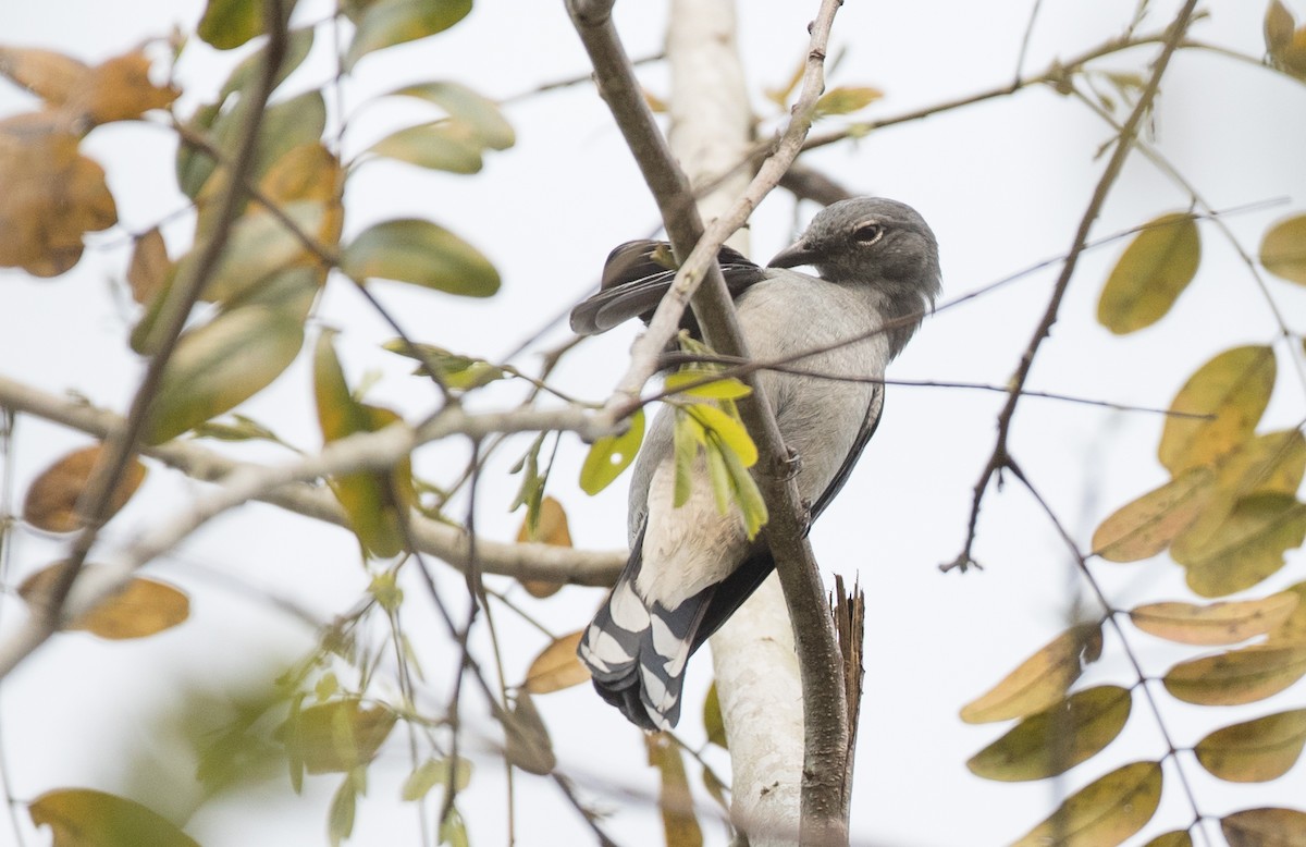 Black-winged Cuckooshrike - ML85985381