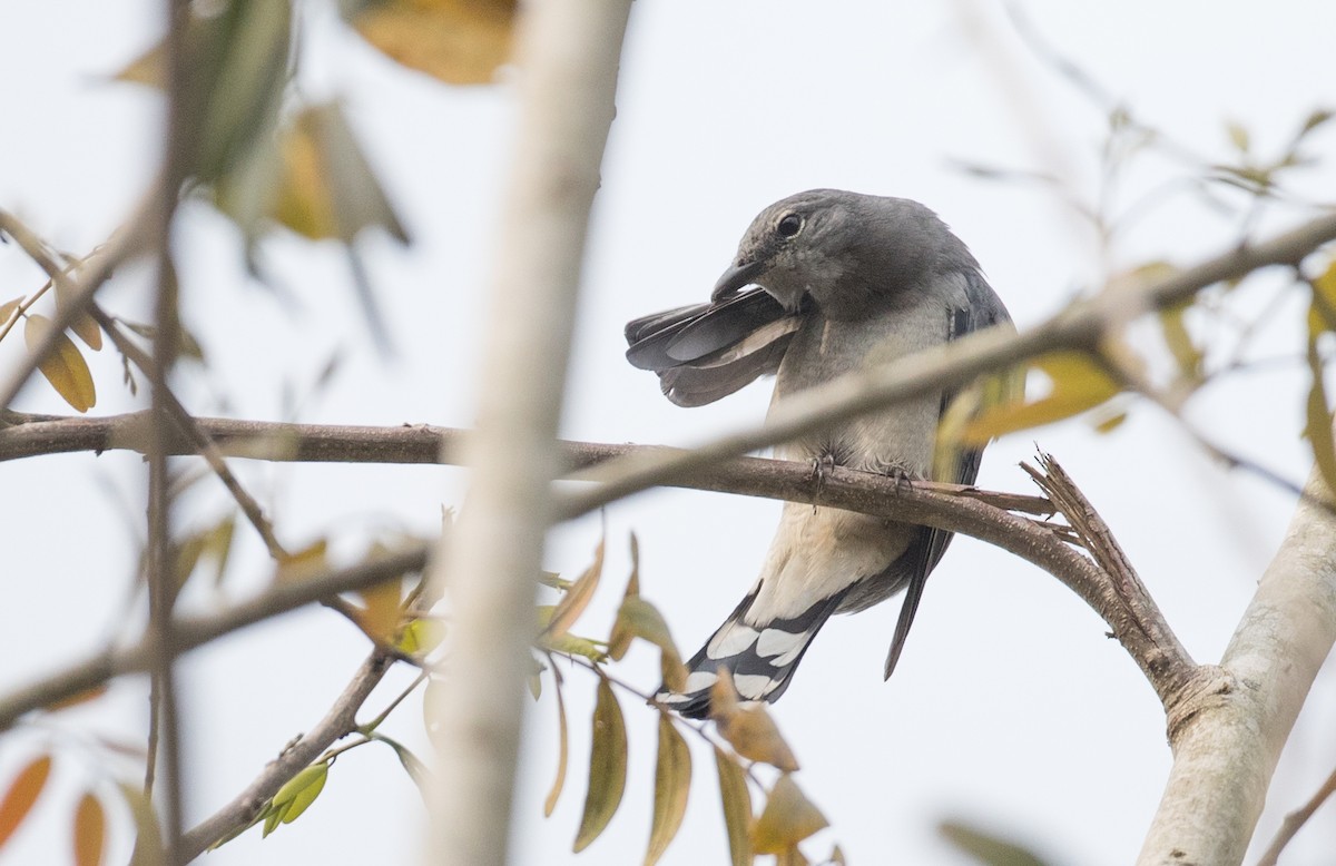 Black-winged Cuckooshrike - ML85985401