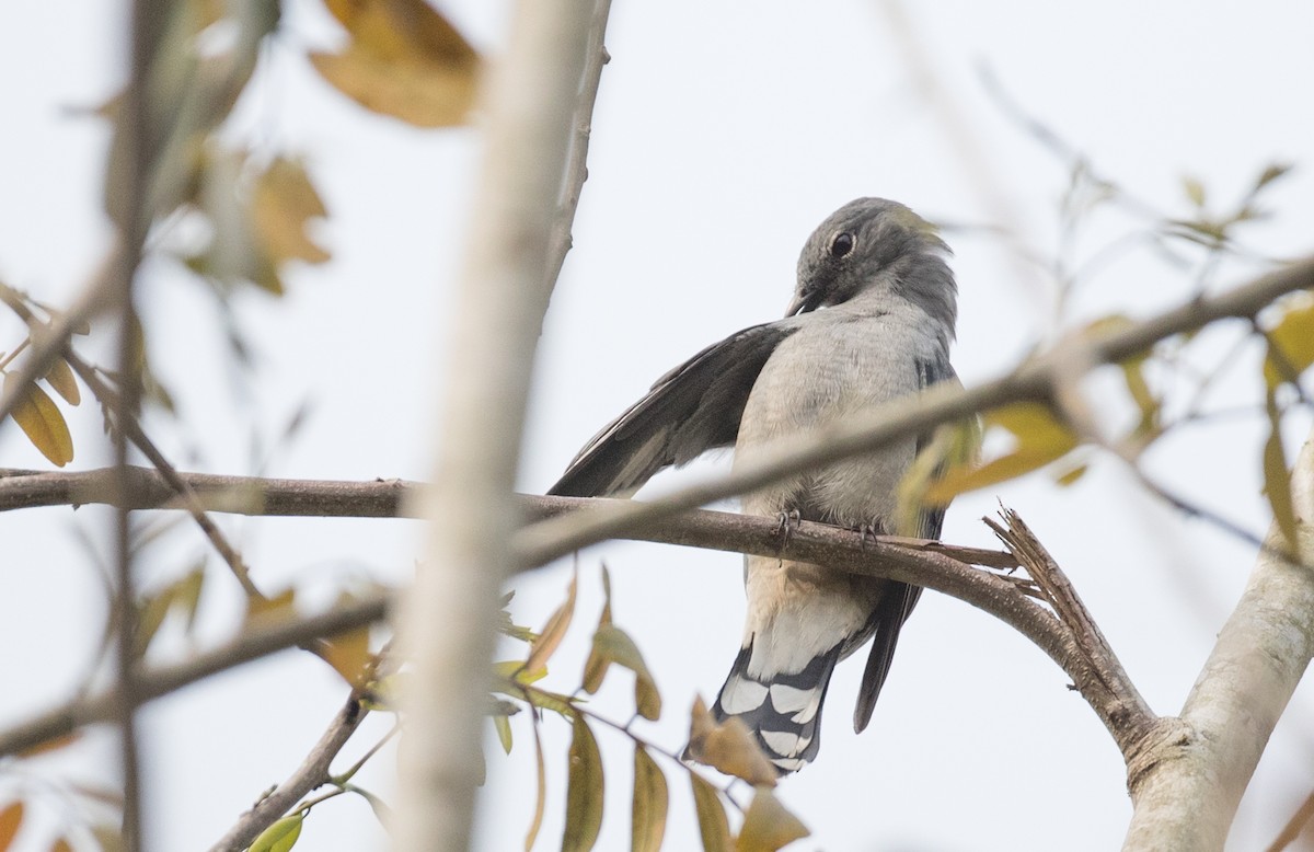 Black-winged Cuckooshrike - ML85985431