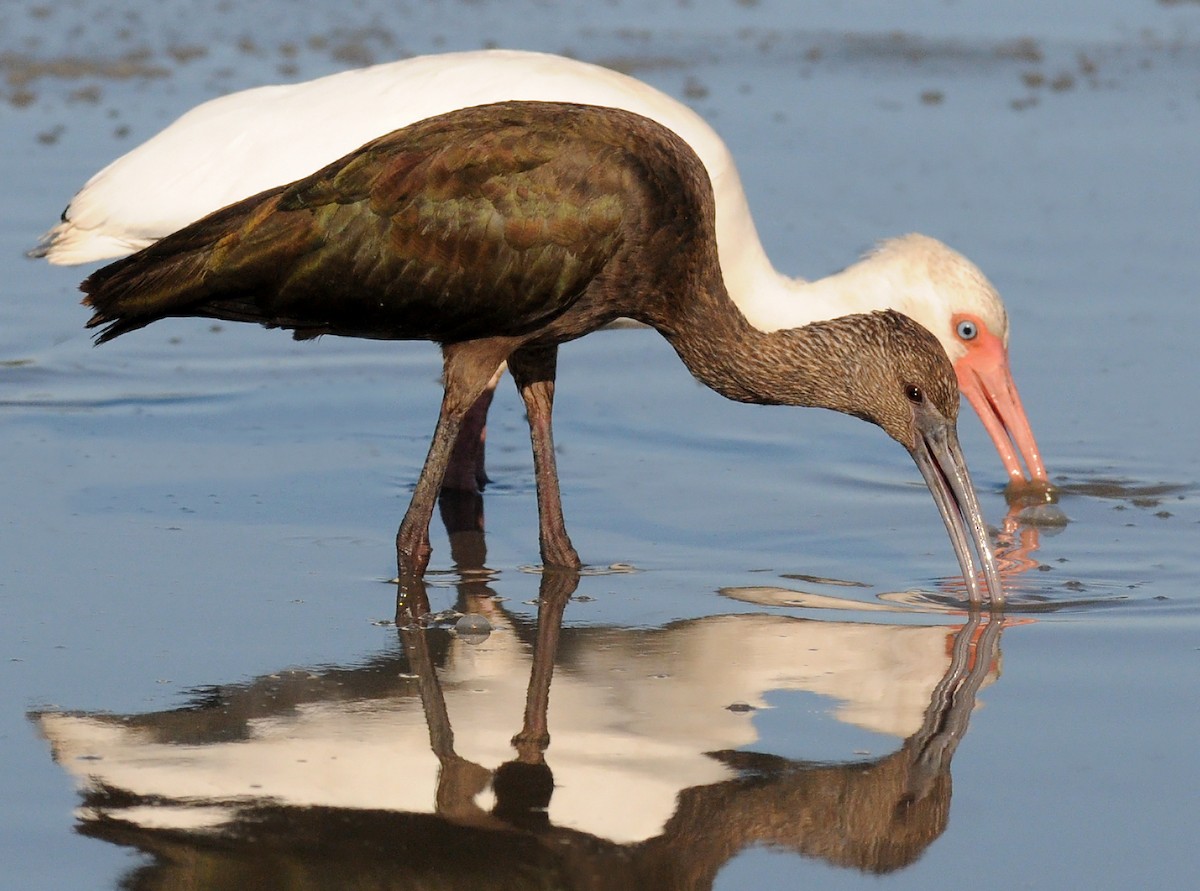 White-faced Ibis - Steven Mlodinow