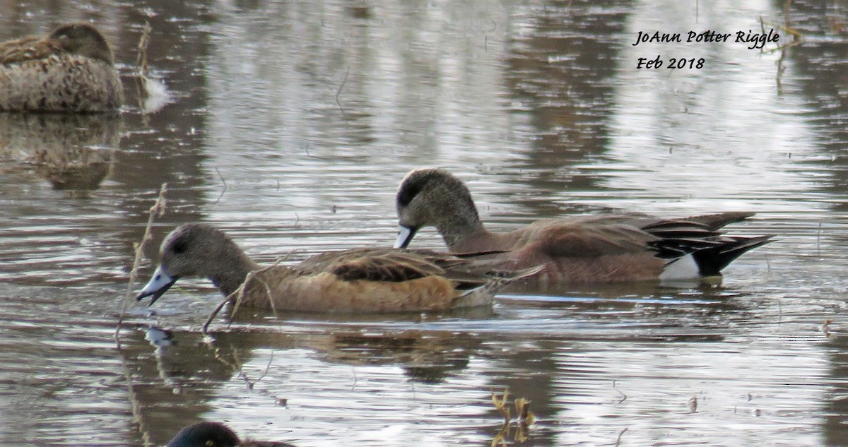 American Wigeon - ML85985591