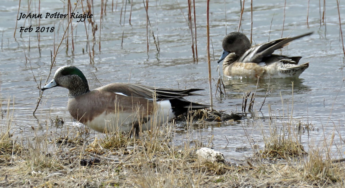 American Wigeon - ML85985641