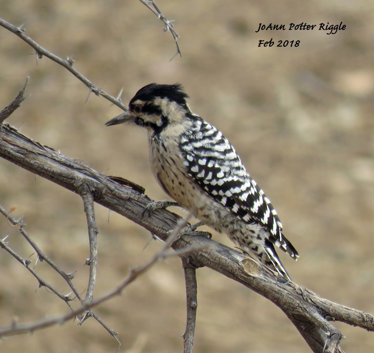 Ladder-backed Woodpecker - ML85985681