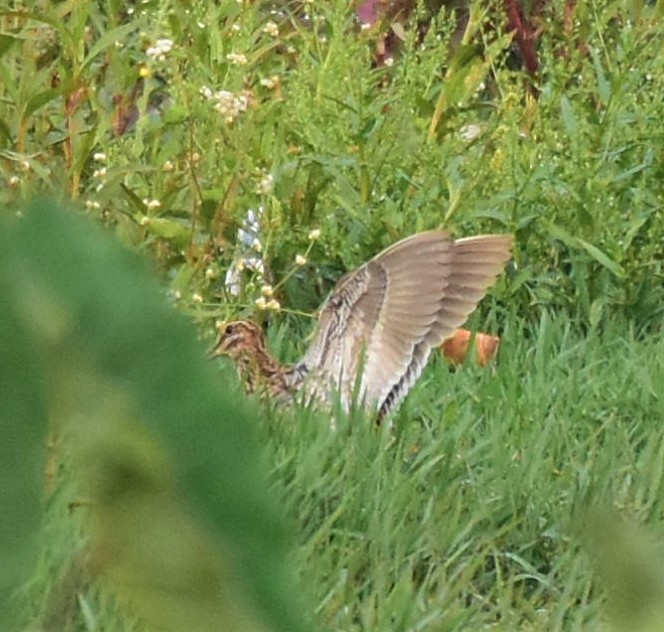 Common Snipe - ML85986241