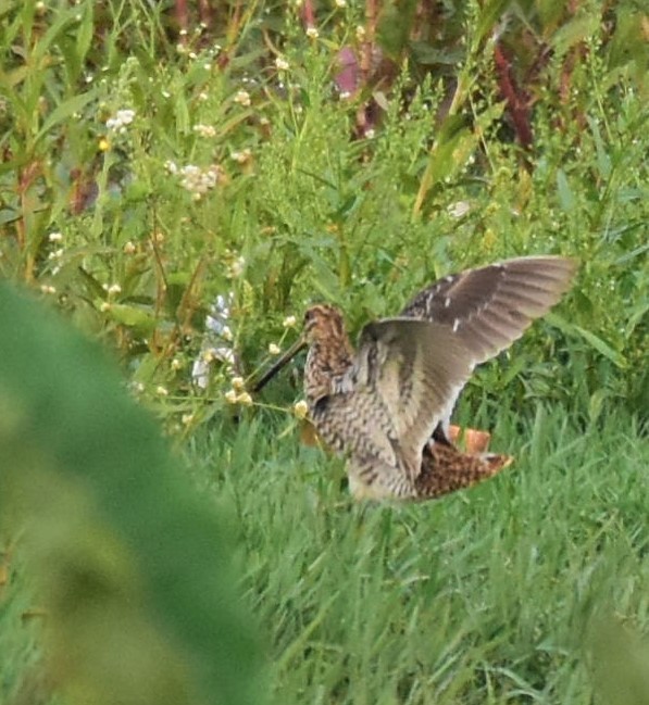 Common Snipe - ML85986251