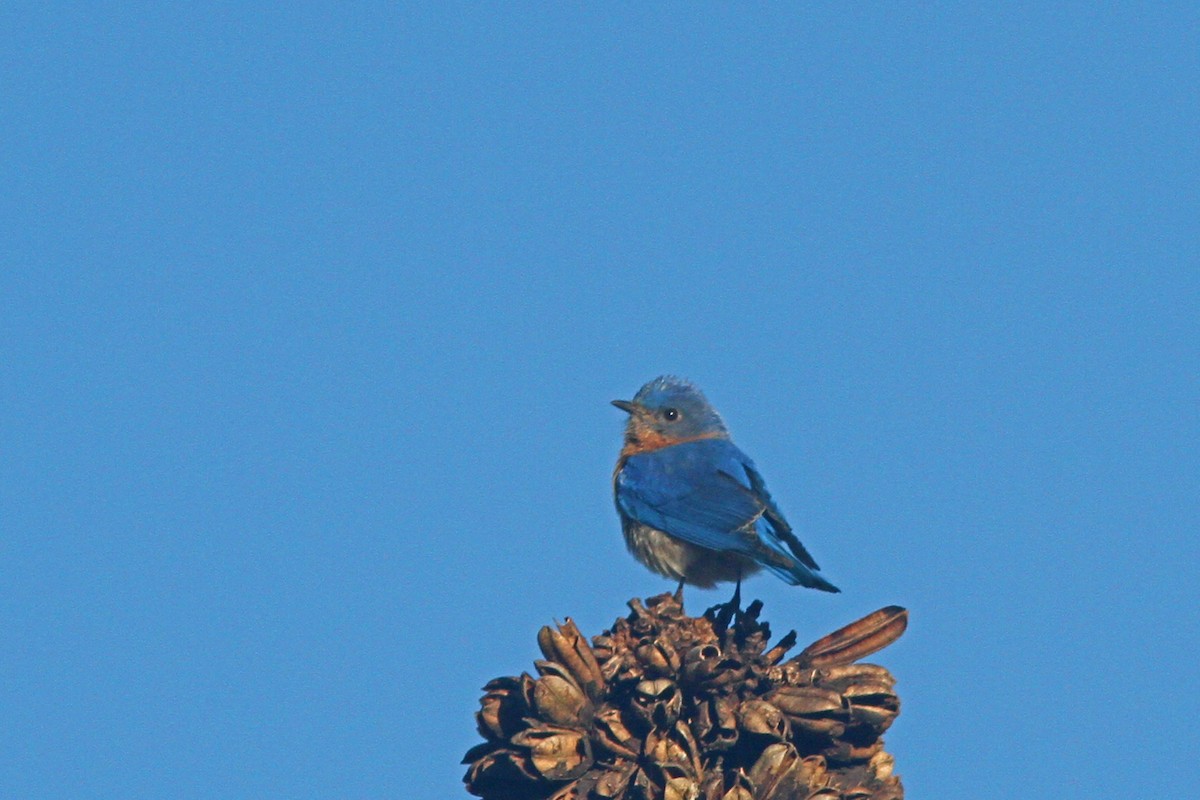 Eastern Bluebird - ML85986501