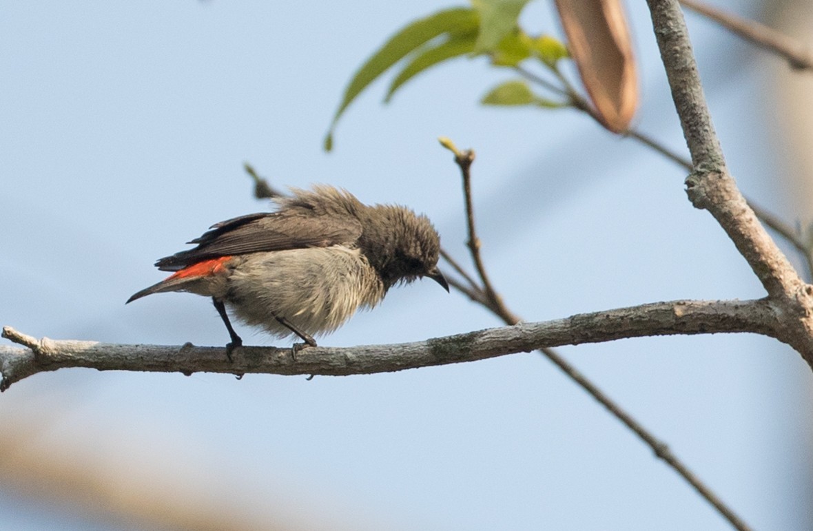 Scarlet-backed Flowerpecker - Ian Davies