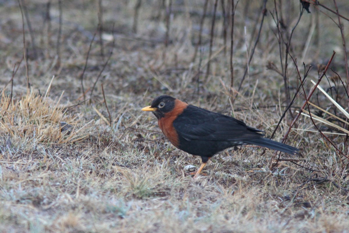 Rufous-collared Robin - ML85986771