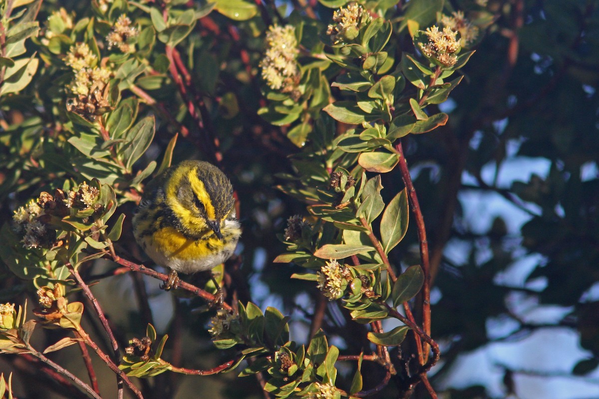 Townsend's Warbler - ML85987421