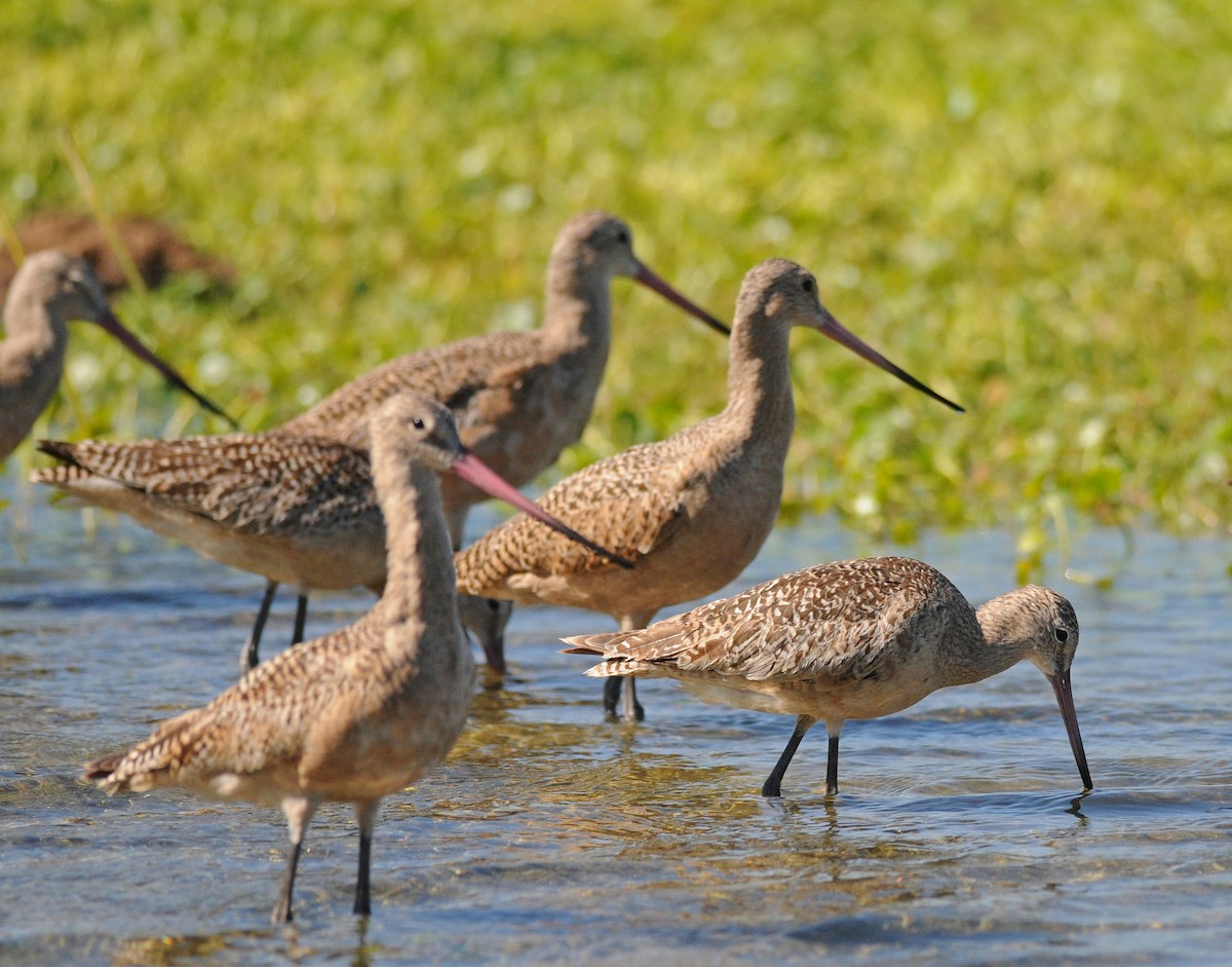 Marbled Godwit - ML85987551