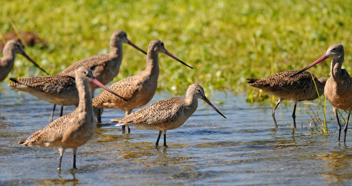 Marbled Godwit - ML85987601