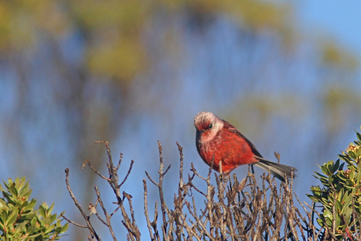 Pink-headed Warbler - ML85987681