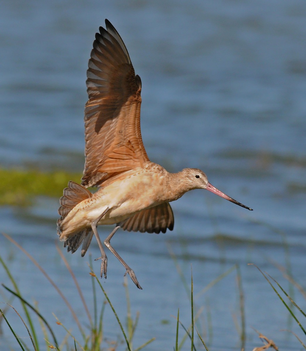 Marbled Godwit - Steven Mlodinow