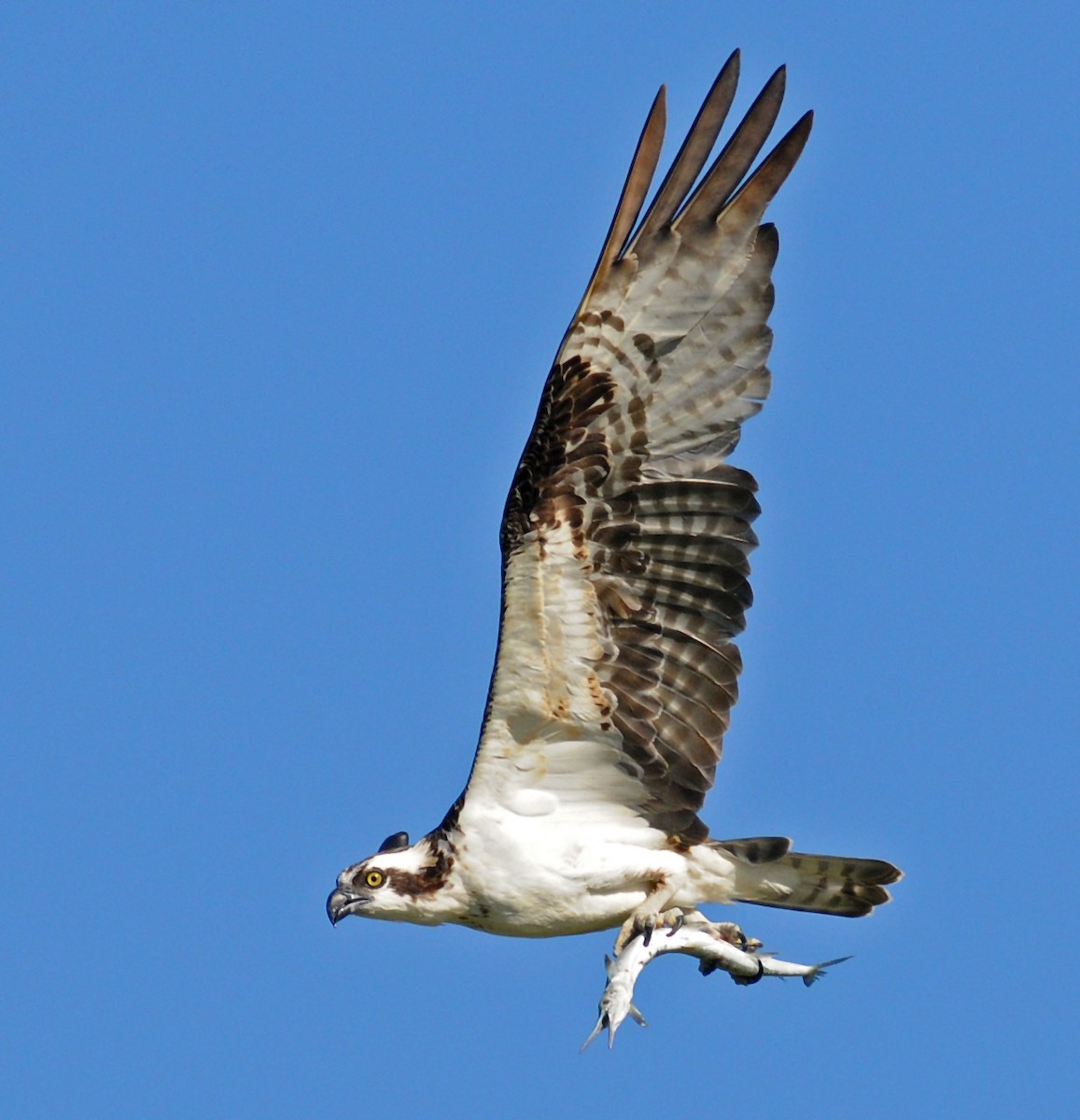 Osprey - Steven Mlodinow