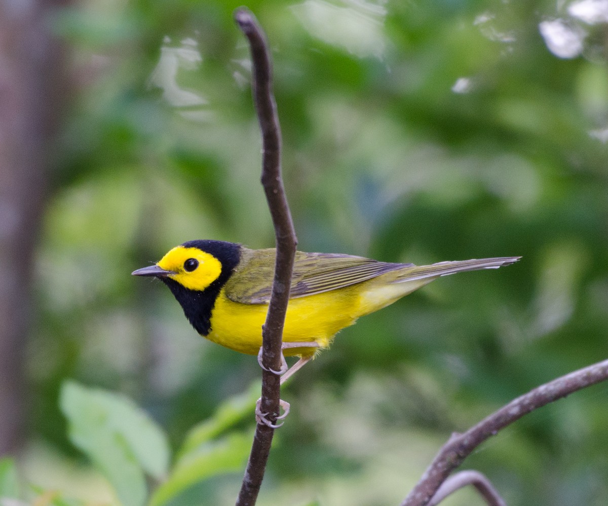 Hooded Warbler - ML85988941