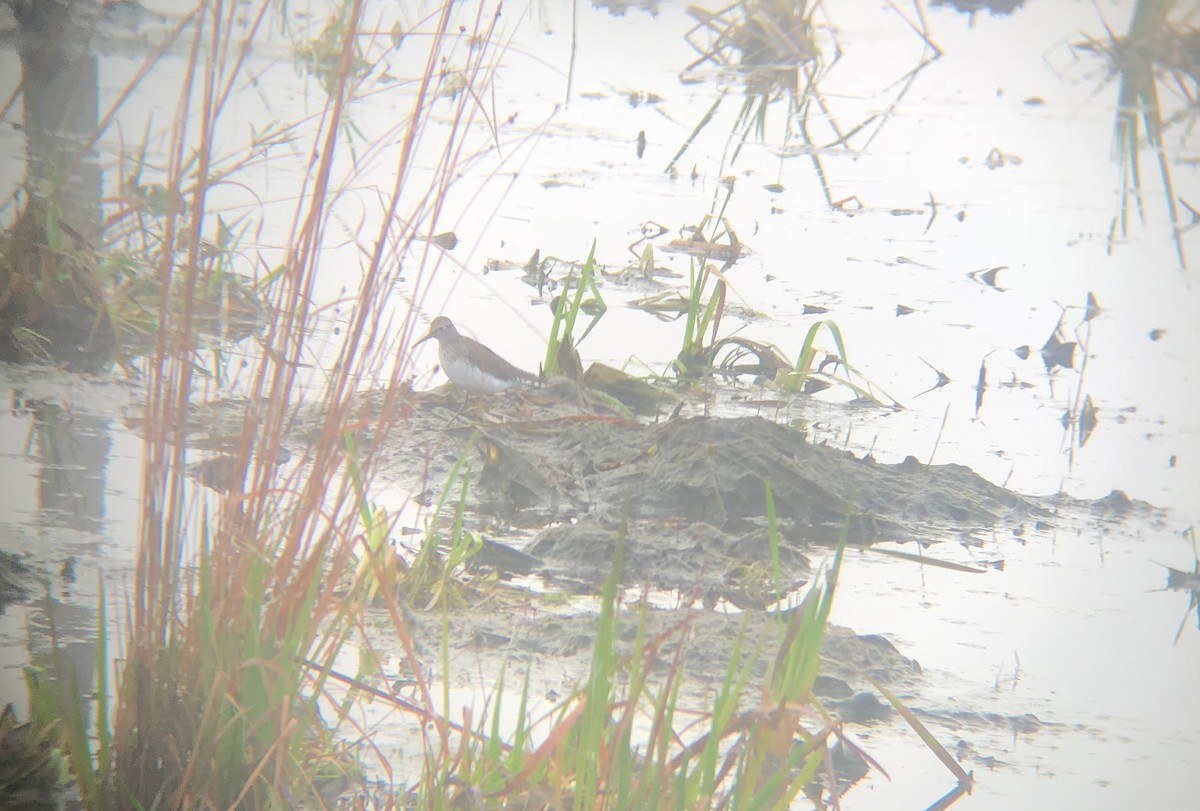 Solitary Sandpiper - ML85990941