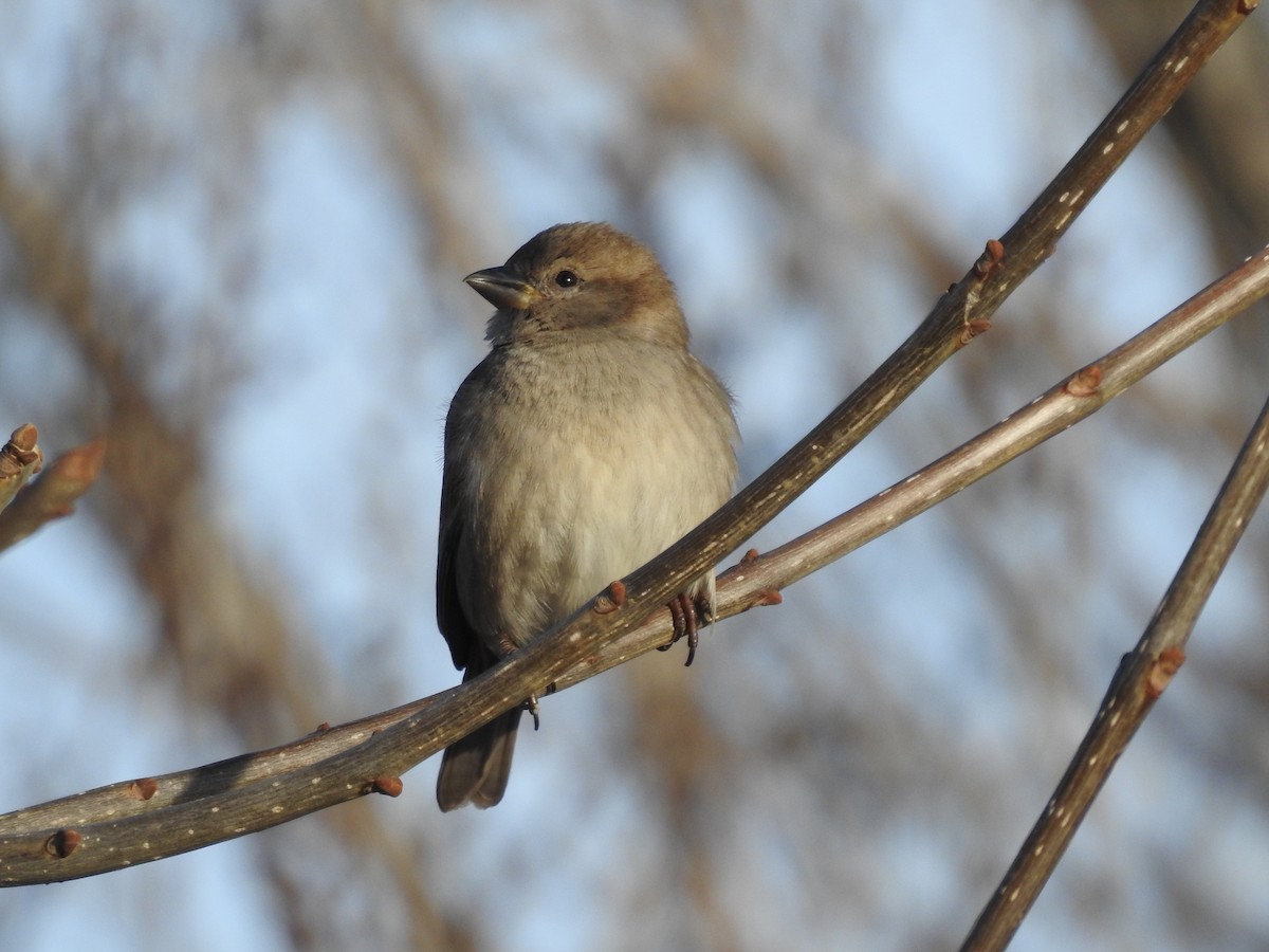 House Sparrow - ML85991041