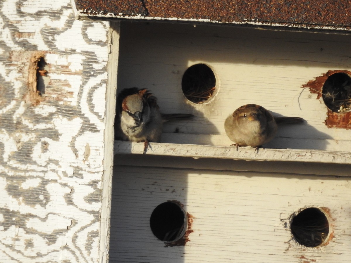 House Sparrow - ML85991051