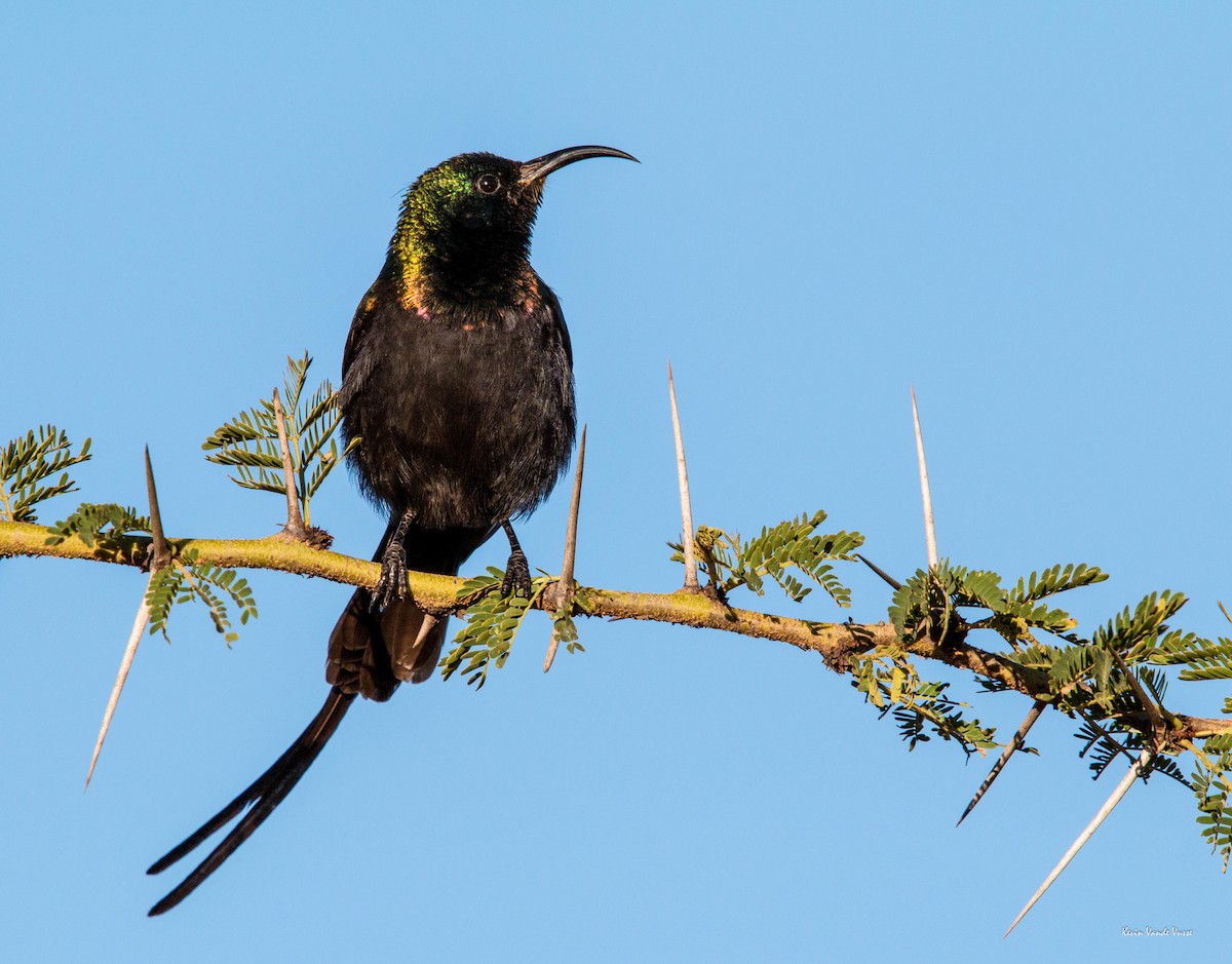 Bronze Sunbird - Kevin Vande Vusse