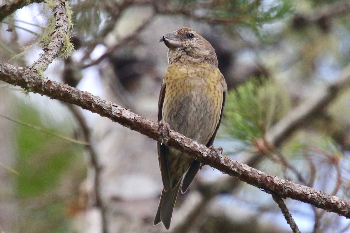 Hispaniolan Crossbill - ML85993681