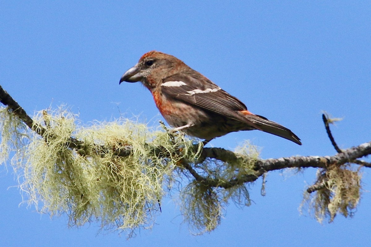 Hispaniolan Crossbill - ML85993691