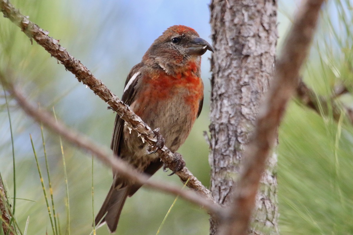 Hispaniolan Crossbill - ML85993701