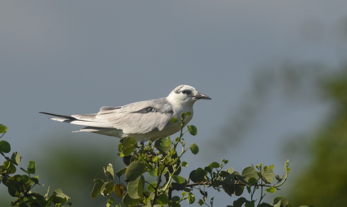 Whiskered Tern - Daniele Mitchell