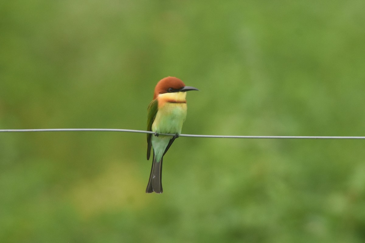 Chestnut-headed Bee-eater - ML85993931