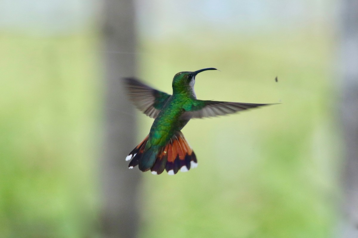 Hispaniolan Mango - Gil Ewing