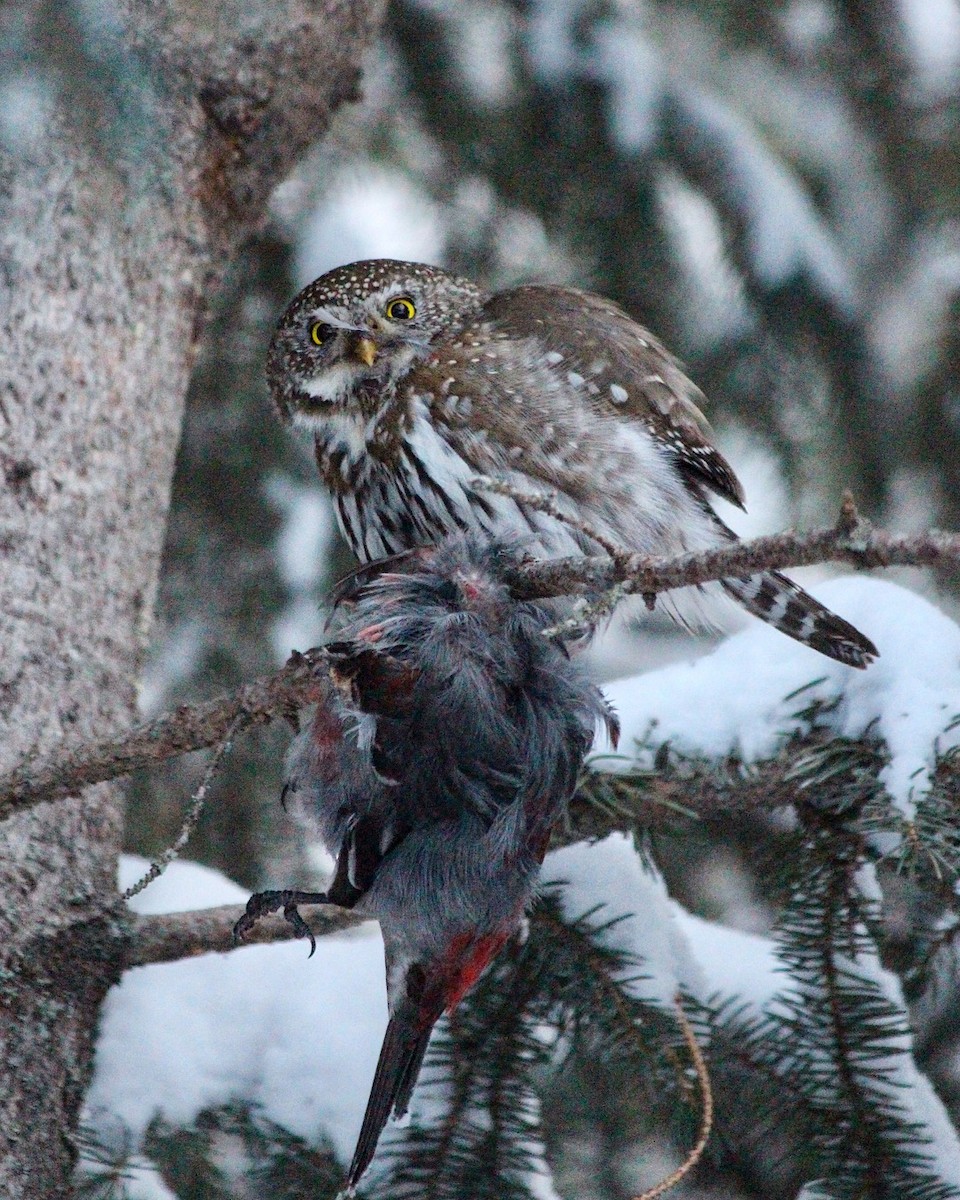 Northern Pygmy-Owl - ML85997901