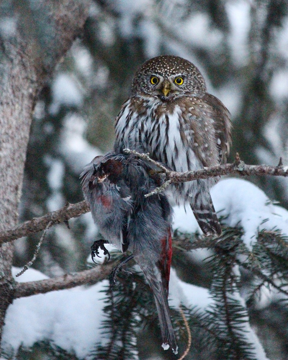 Northern Pygmy-Owl - ML85997941