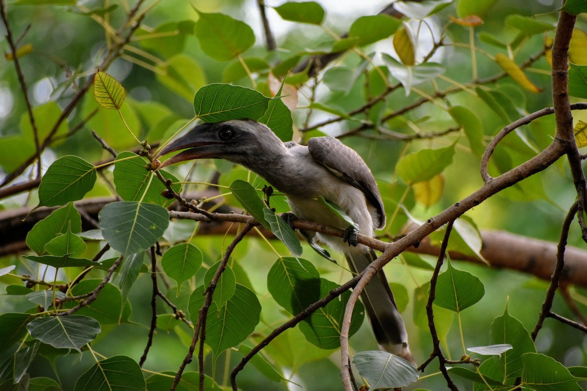 Indian Gray Hornbill - ML85998001
