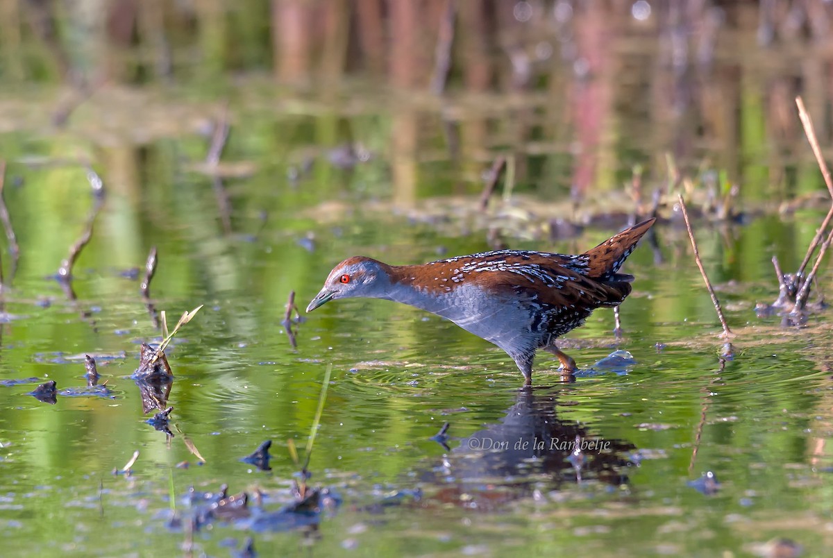 Baillon's Crake - ML85998781